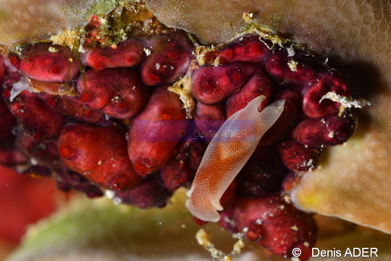 Eusynstyela latericius-Chelidonura amoena Tomia Marimabuk reef-19m-20180526nuit-Denis-ADER-DSC_1010_tn.jpg